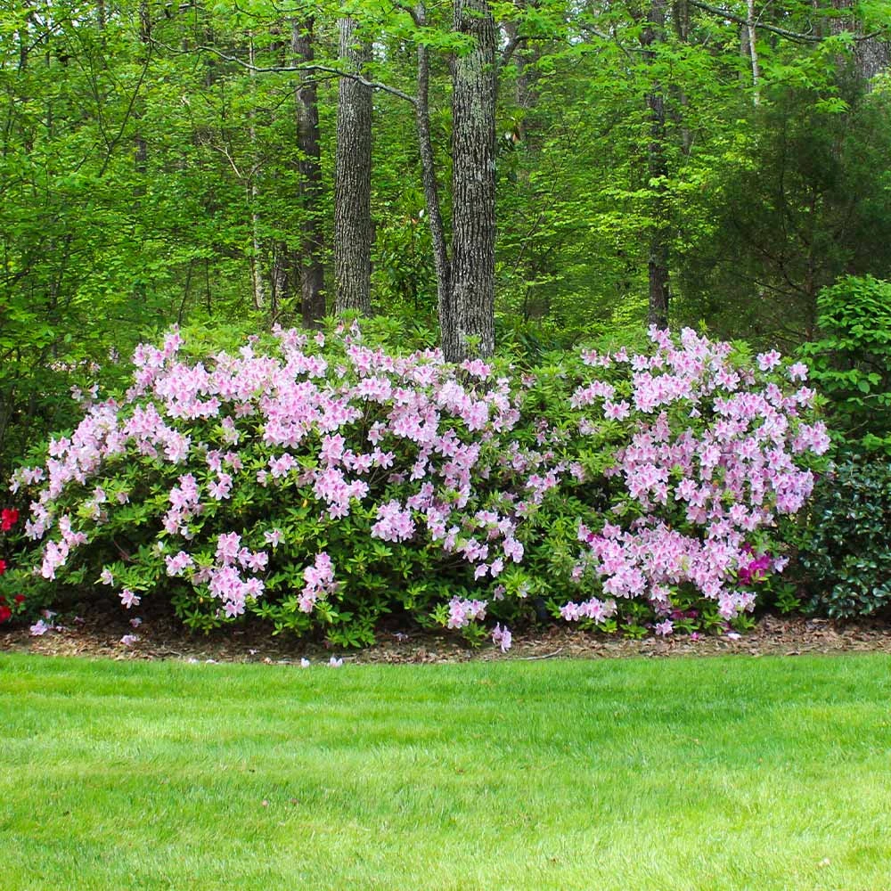 Brighter Blooms Autumn Belle™ Encore® Azalea Shrub Shrubs & Hedges 3 Brighter Blooms Autumn Belle™ Encore® Azalea Shrub Shrubs & Hedges