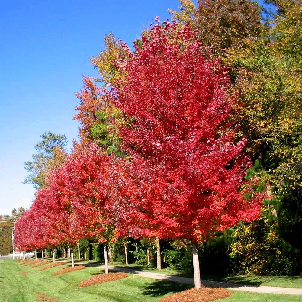 Brighter Blooms Shade Trees Autumn Blaze® Maple Tree 3 Brighter Blooms Shade Trees Autumn Blaze® Maple Tree