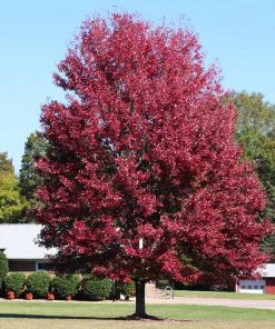 Brighter Blooms Shade Trees Autumn Blaze® Maple Tree 11 Brighter Blooms Shade Trees Autumn Blaze® Maple Tree