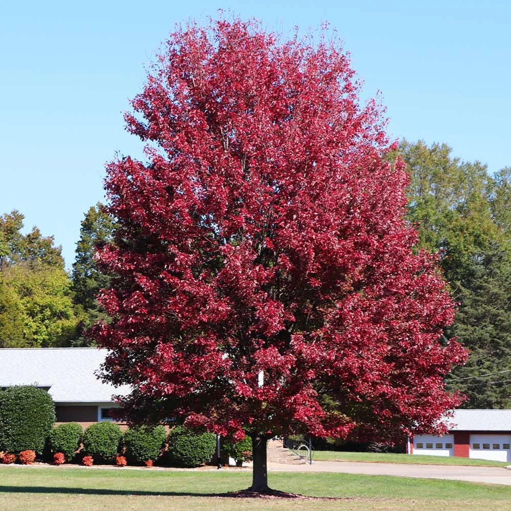 Brighter Blooms Shade Trees Autumn Blaze® Maple Tree 6 Brighter Blooms Shade Trees Autumn Blaze® Maple Tree