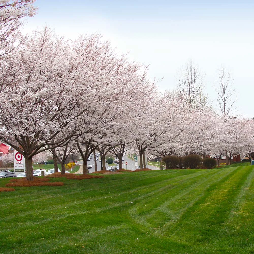 Brighter Blooms Autumn Cherry Tree Flowering Trees 4 Brighter Blooms Autumn Cherry Tree Flowering Trees
