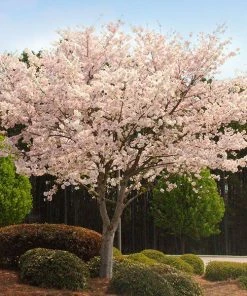 Brighter Blooms Autumn Cherry Tree Flowering Trees