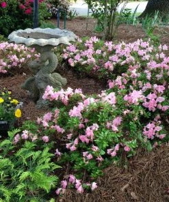 Brighter Blooms Autumn Debutante® Encore® Azalea Shrub Shrubs & Hedges 9 Brighter Blooms Autumn Debutante® Encore® Azalea Shrub Shrubs & Hedges