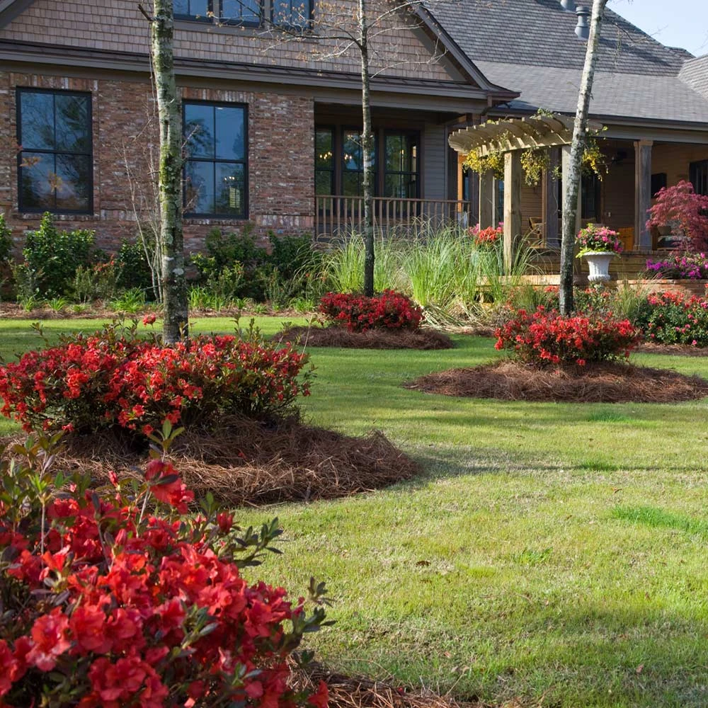 Brighter Blooms Shrubs & Hedges Autumn Embers™ Encore® Azalea Shrub 3 Brighter Blooms Shrubs & Hedges Autumn Embers™ Encore® Azalea Shrub