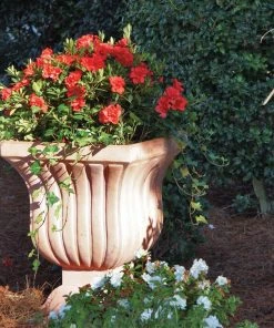 Brighter Blooms Shrubs & Hedges Autumn Embers™ Encore® Azalea Shrub 9 Brighter Blooms Shrubs & Hedges Autumn Embers™ Encore® Azalea Shrub