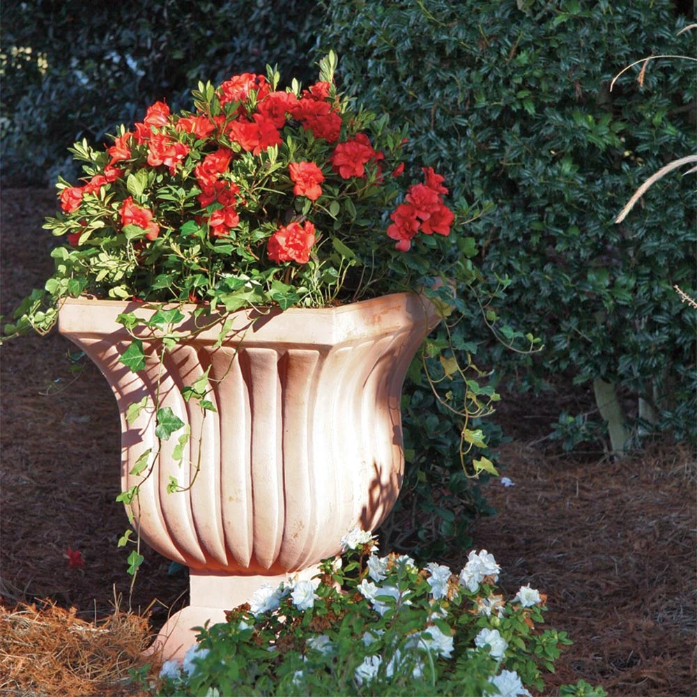 Brighter Blooms Shrubs & Hedges Autumn Embers™ Encore® Azalea Shrub 4 Brighter Blooms Shrubs & Hedges Autumn Embers™ Encore® Azalea Shrub