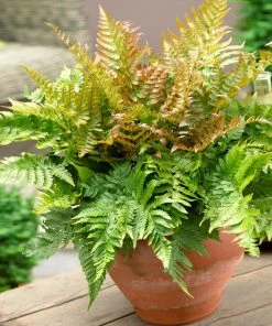 Brighter Blooms Shrubs & Hedges Brilliance Autumn Fern