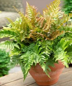 Brighter Blooms Shrubs & Hedges Brilliance Autumn Fern