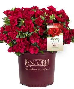 Brighter Blooms Autumn Fire™ Encore® Azalea Shrub 7 Brighter Blooms Autumn Fire™ Encore® Azalea Shrub
