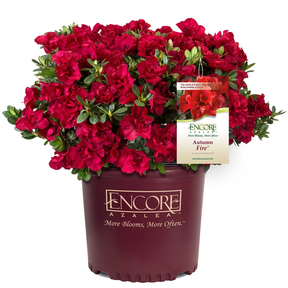 Brighter Blooms Autumn Fire™ Encore® Azalea Shrub 3 Brighter Blooms Autumn Fire™ Encore® Azalea Shrub