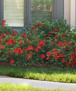 Brighter Blooms Autumn Fire™ Encore® Azalea Shrub 8 Brighter Blooms Autumn Fire™ Encore® Azalea Shrub