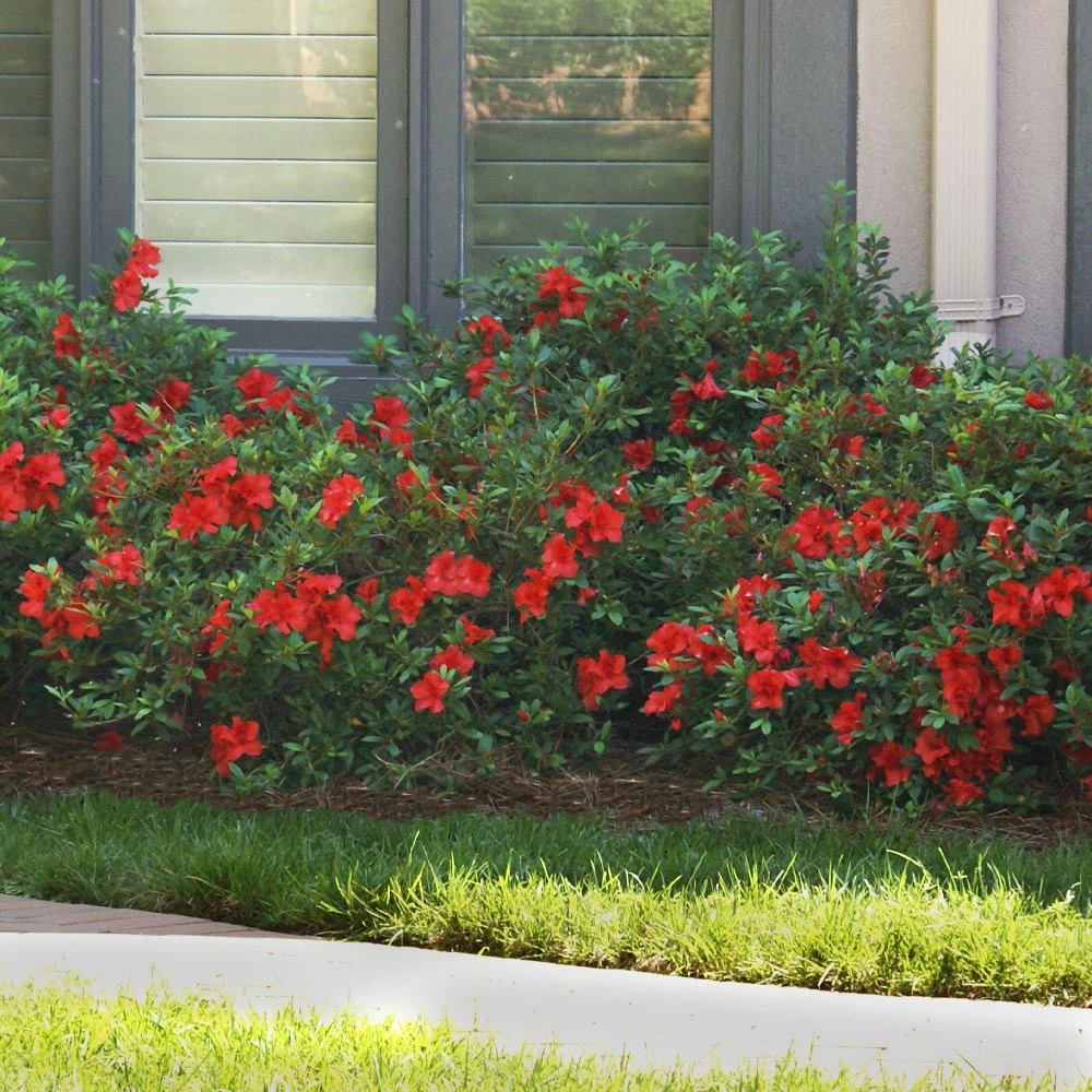 Brighter Blooms Autumn Fire™ Encore® Azalea Shrub 4 Brighter Blooms Autumn Fire™ Encore® Azalea Shrub
