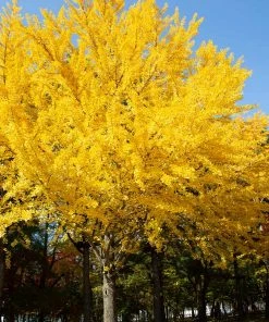 Brighter Blooms Shade Trees Autumn Gold Ginkgo Tree