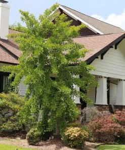 Brighter Blooms Shade Trees Autumn Gold Ginkgo Tree 9 Brighter Blooms Shade Trees Autumn Gold Ginkgo Tree