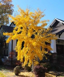 Brighter Blooms Autumn Gold Ginkgo Tree Shade Trees 10 Brighter Blooms Autumn Gold Ginkgo Tree Shade Trees
