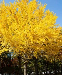 Brighter Blooms Shade Trees Autumn Gold Ginkgo Tree