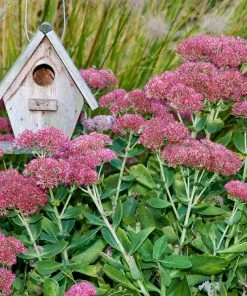 Brighter Blooms Perennials Autumn Joy Sedum Shrub 5 Brighter Blooms Perennials Autumn Joy Sedum Shrub