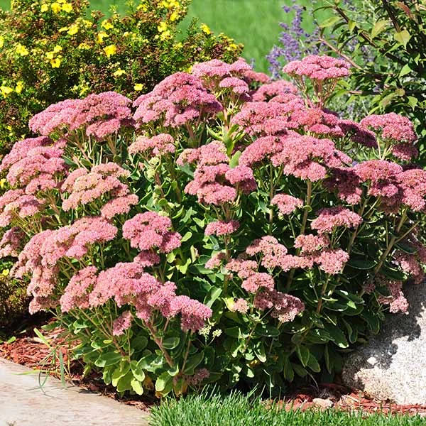 Brighter Blooms Perennials Autumn Joy Sedum Shrub 1 Brighter Blooms Perennials Autumn Joy Sedum Shrub