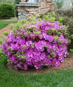 Brighter Blooms Autumn Royalty® Encore® Azalea Shrub Shrubs & Hedges