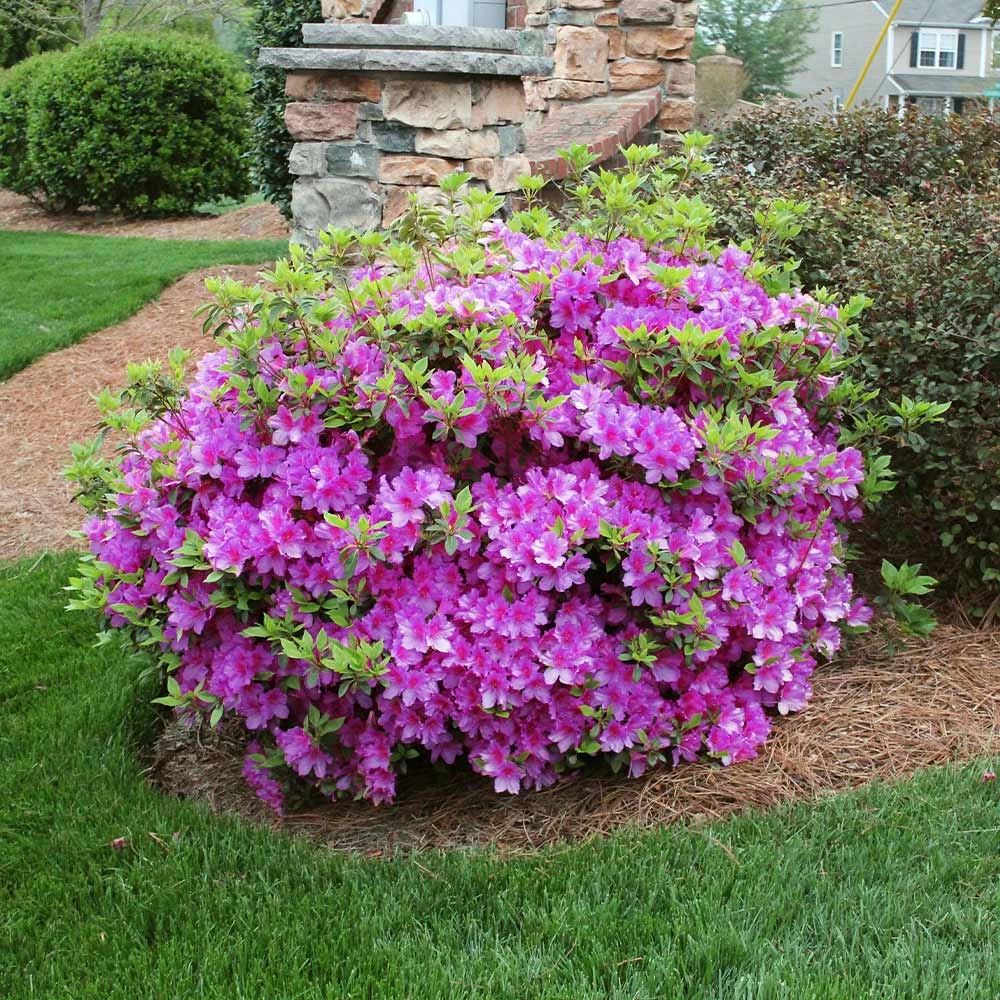 Brighter Blooms Autumn Royalty® Encore® Azalea Shrub Shrubs & Hedges 2 Brighter Blooms Autumn Royalty® Encore® Azalea Shrub Shrubs & Hedges