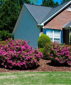 Brighter Blooms Autumn Royalty® Encore® Azalea Shrub Shrubs & Hedges 7 Brighter Blooms Autumn Royalty® Encore® Azalea Shrub Shrubs & Hedges