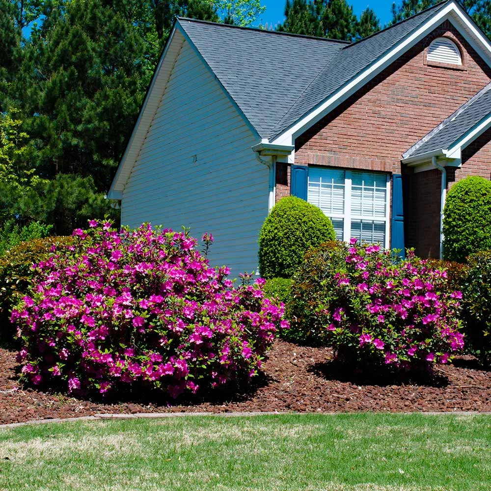 Brighter Blooms Autumn Royalty® Encore® Azalea Shrub Shrubs & Hedges 4 Brighter Blooms Autumn Royalty® Encore® Azalea Shrub Shrubs & Hedges