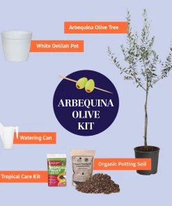 Brighter Blooms Arbequina Olive Starter Kit Olive Trees 6 Brighter Blooms Arbequina Olive Starter Kit Olive Trees