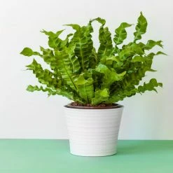 Brighter Blooms Ferns Bird's Nest Fern