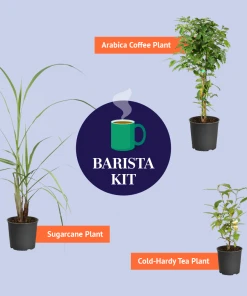 Brighter Blooms Arabica Coffee Plant Fruit Trees 12 Brighter Blooms Arabica Coffee Plant Fruit Trees