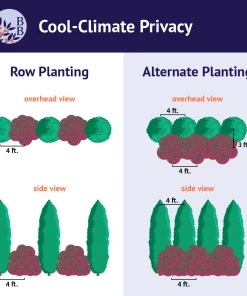 Brighter Blooms Cool-Climate Privacy Kit Evergreen & Privacy 9 Brighter Blooms Cool-Climate Privacy Kit Evergreen & Privacy