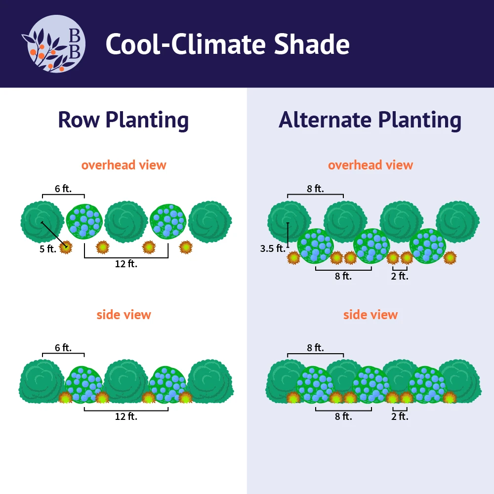 Brighter Blooms Shrubs & Hedges Cool-Climate Shade Garden Kit 3 Brighter Blooms Shrubs & Hedges Cool-Climate Shade Garden Kit