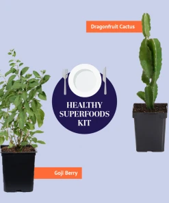 Brighter Blooms Dragon Fruit Cactus SHOP ALL 15 Brighter Blooms Dragon Fruit Cactus SHOP ALL