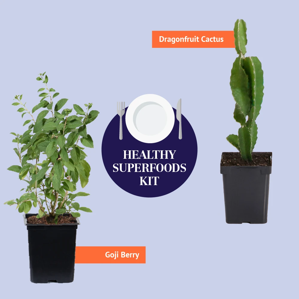 Brighter Blooms Dragon Fruit Cactus SHOP ALL 8 Brighter Blooms Dragon Fruit Cactus SHOP ALL