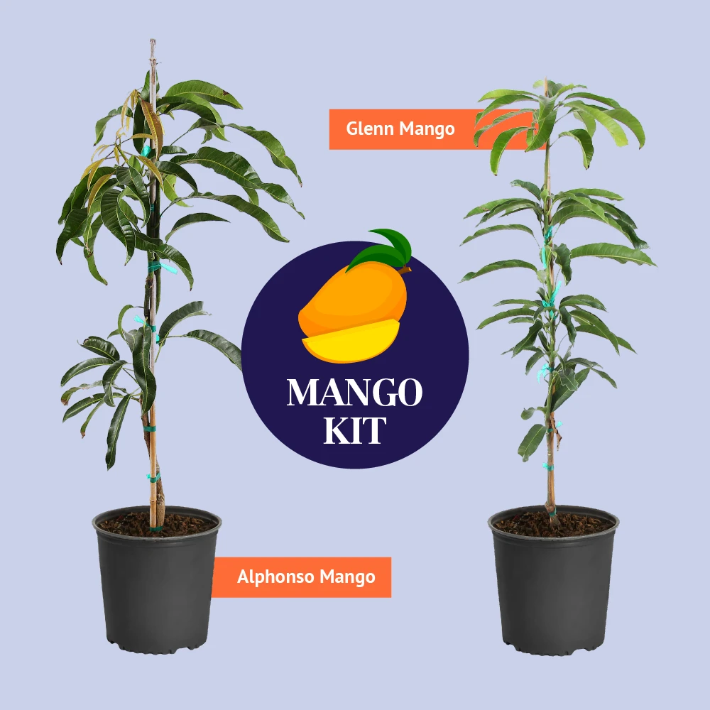 Brighter Blooms Mangos Trees Mango Kit 3 Brighter Blooms Mangos Trees Mango Kit