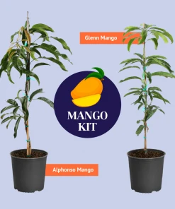 Brighter Blooms Glenn Mango Tree Fruit Trees 15 Brighter Blooms Glenn Mango Tree Fruit Trees