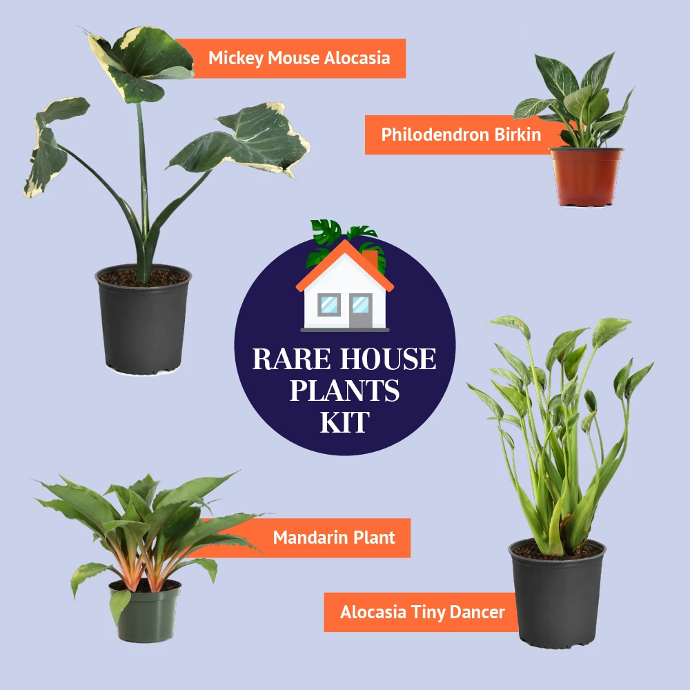 Brighter Blooms Rare House Plant Kit House & Patio 3 Brighter Blooms Rare House Plant Kit House & Patio