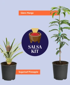 Brighter Blooms Sugarloaf Pineapple