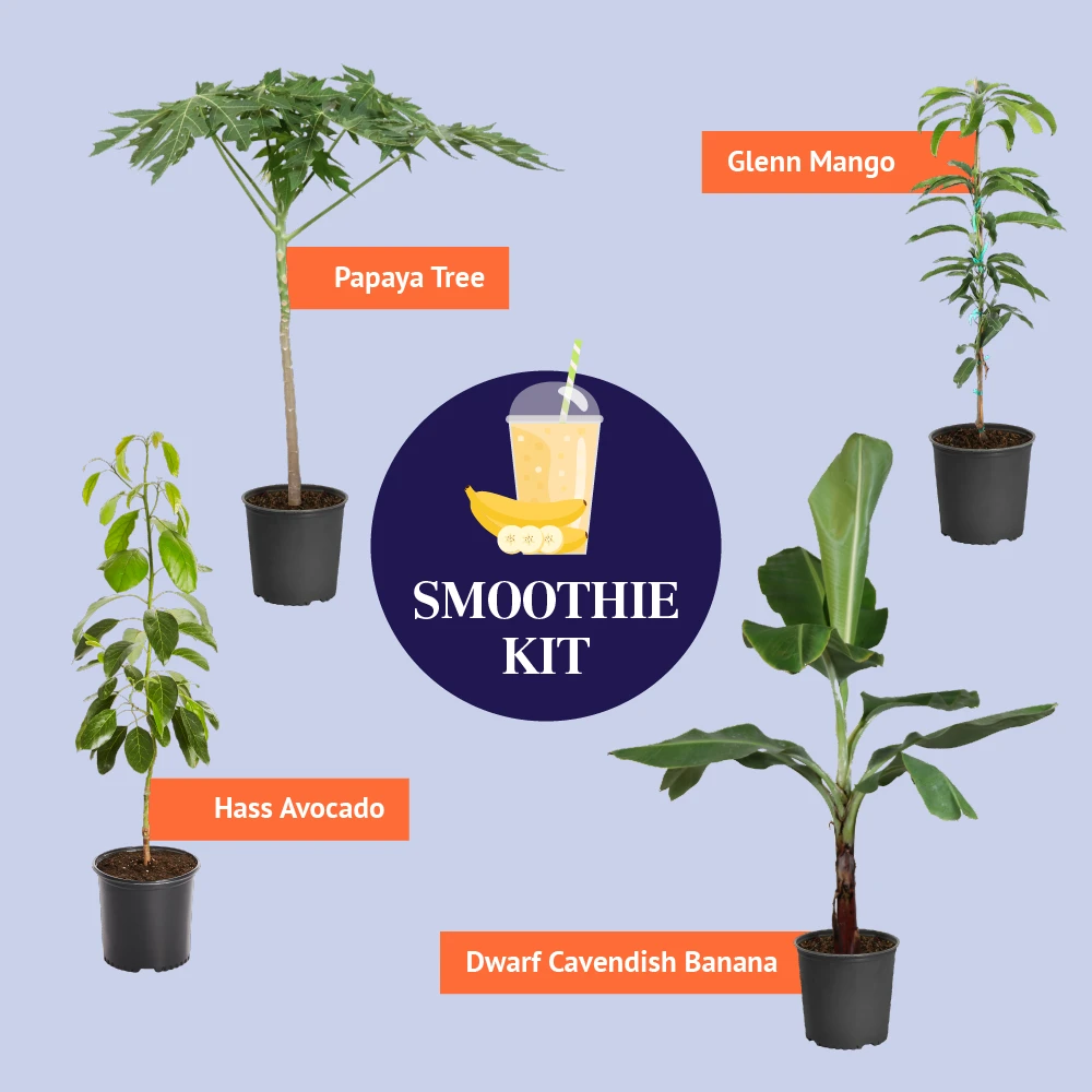 Brighter Blooms Smoothie Kit Fruit Trees 3 Brighter Blooms Smoothie Kit Fruit Trees