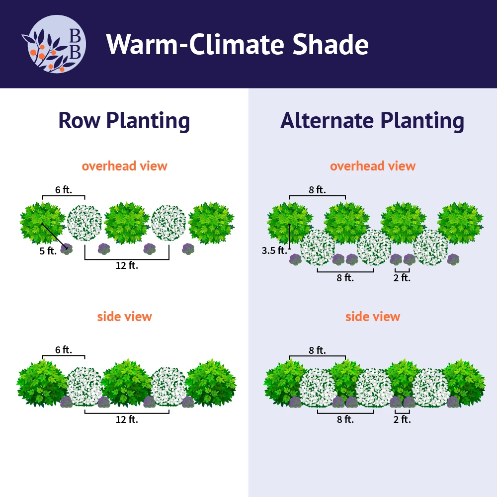 Brighter Blooms Warm-Climate Shade Garden Kit Shrubs & Hedges 3 Brighter Blooms Warm-Climate Shade Garden Kit Shrubs & Hedges