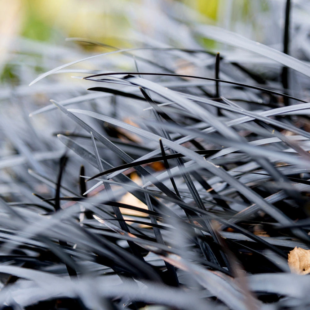 Brighter Blooms Black Mondo Grass 4 Brighter Blooms Black Mondo Grass