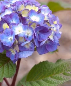 Brighter Blooms Endless Summer® BloomStruck® Hydrangea Shrub Shrubs & Hedges 8 Brighter Blooms Endless Summer® BloomStruck® Hydrangea Shrub Shrubs & Hedges