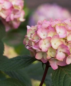 Brighter Blooms Endless Summer® BloomStruck® Hydrangea Shrub Shrubs & Hedges 9 Brighter Blooms Endless Summer® BloomStruck® Hydrangea Shrub Shrubs & Hedges