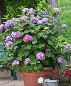 Brighter Blooms Endless Summer® BloomStruck® Hydrangea Shrub Shrubs & Hedges