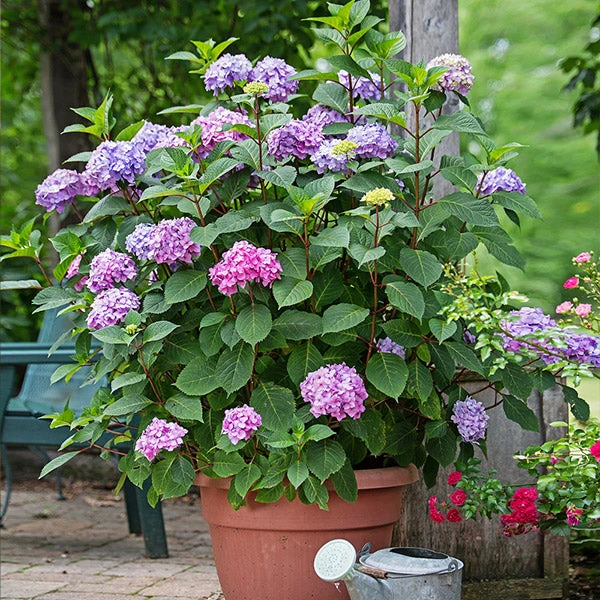 Brighter Blooms Endless Summer® BloomStruck® Hydrangea Shrub Shrubs & Hedges 1 Brighter Blooms Endless Summer® BloomStruck® Hydrangea Shrub Shrubs & Hedges