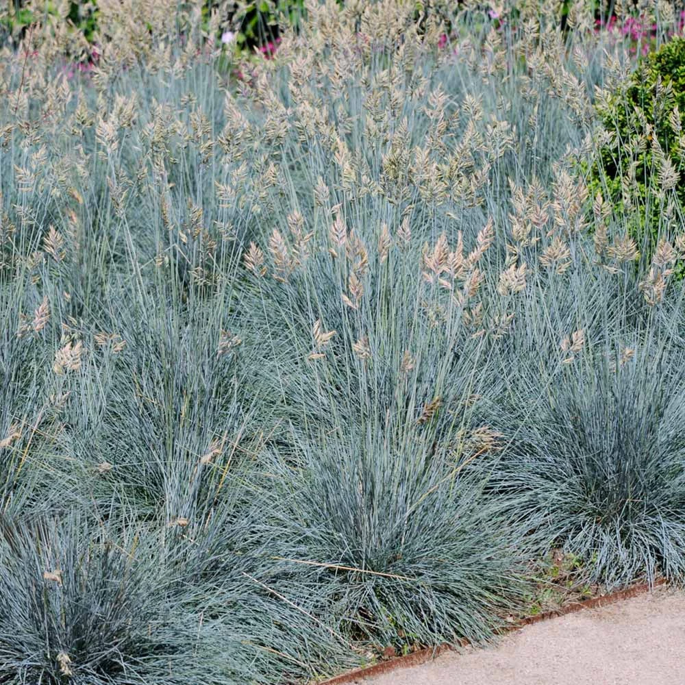 Brighter Blooms Ornamental Grasses Blue Festuca Grass (Blue Fescue) 5 Brighter Blooms Ornamental Grasses Blue Festuca Grass (Blue Fescue)