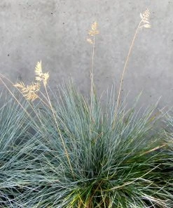 Brighter Blooms Ornamental Grasses Blue Festuca Grass (Blue Fescue) 7 Brighter Blooms Ornamental Grasses Blue Festuca Grass (Blue Fescue)
