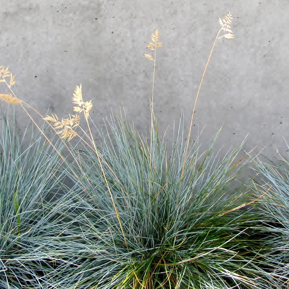 Brighter Blooms Ornamental Grasses Blue Festuca Grass (Blue Fescue) 3 Brighter Blooms Ornamental Grasses Blue Festuca Grass (Blue Fescue)