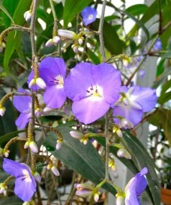 Brighter Blooms Weeping Blue Ginger Plant House & Patio 7 Brighter Blooms Weeping Blue Ginger Plant House & Patio