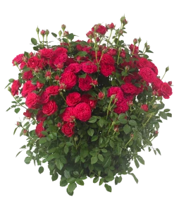 Brighter Blooms Bulletproof® Rose Roses