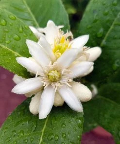 Brighter Blooms Buddha's Hand Citron Tree 10 Brighter Blooms Buddha's Hand Citron Tree